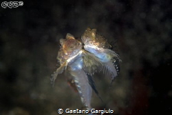 mating stink-fishes (or dragonets) by Gaetano Gargiulo 